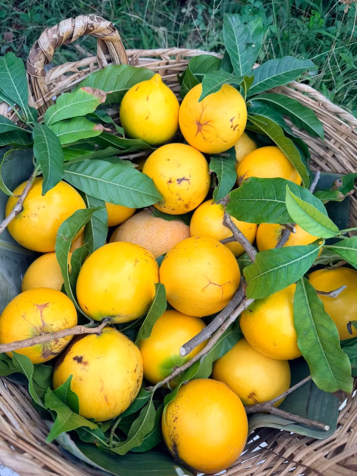 Vú sữa hoàng kim hái đầy rổ. Ảnh: FB Hoàng Thị Mỹ Lệ