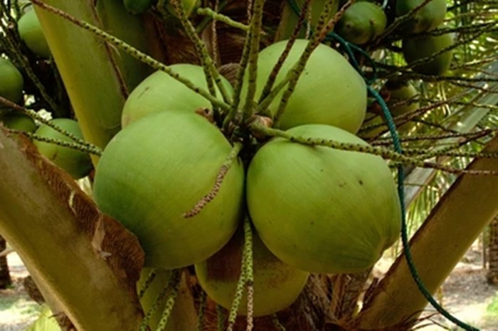 Thời điểm thu hoạch dừa nam hom rất quan trọng. Dừa được hái khi chín rộ sẽ có sự cân bằng hoàn hảo giữa vị ngọt và hương thơm. Ảnh: Shutterstock