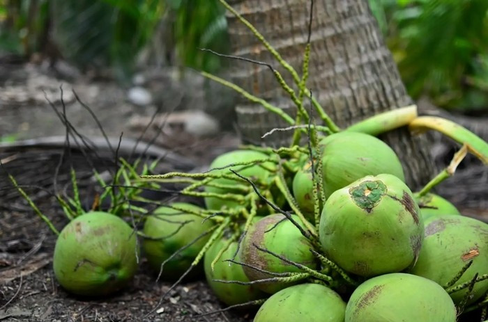 Dừa nam hom có ​​nguồn gốc từ Thái Lan, được trồng ở nhiều tỉnh thành, trong đó Ratchaburi là một trong những tỉnh sản xuất chính. Ảnh: Pinterest