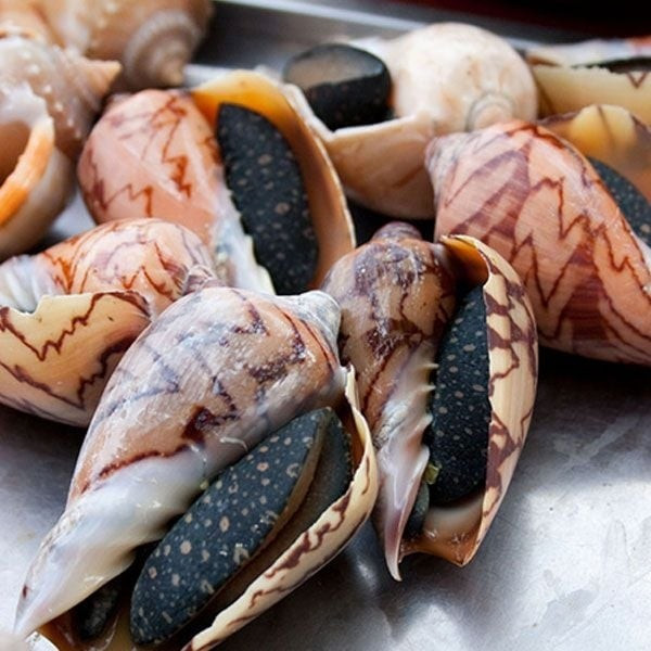 Ốc giác hay còn gọi ốc hoàng đế xuất hiện nhiều ở các vùng biển ở Việt Nam. Loài ốc này thường sống ở vùng nước sâu, đáy biển có cát pha đá, nơi dòng chảy ổn định và nguồn thức ăn tự nhiên dồi dào. Ảnh: Seafood-store