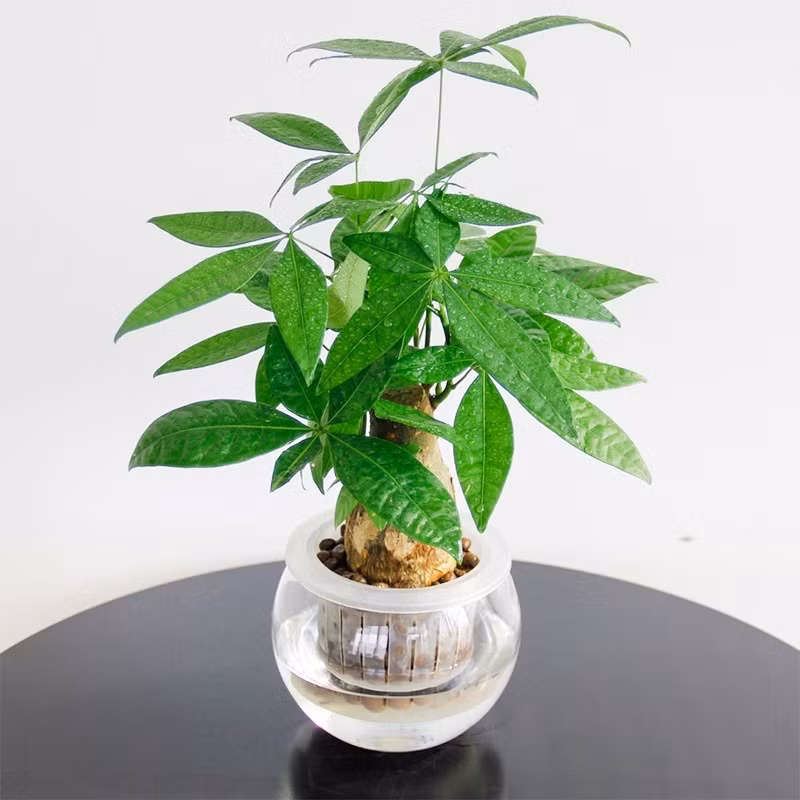 Cây kim ngân từ lâu được xem là biểu tượng của sự giàu có và năng lượng tích cực nên trở thành lựa chọn "kinh điển" mỗi dịp năm mới. Ảnh: Caycanhhaidang