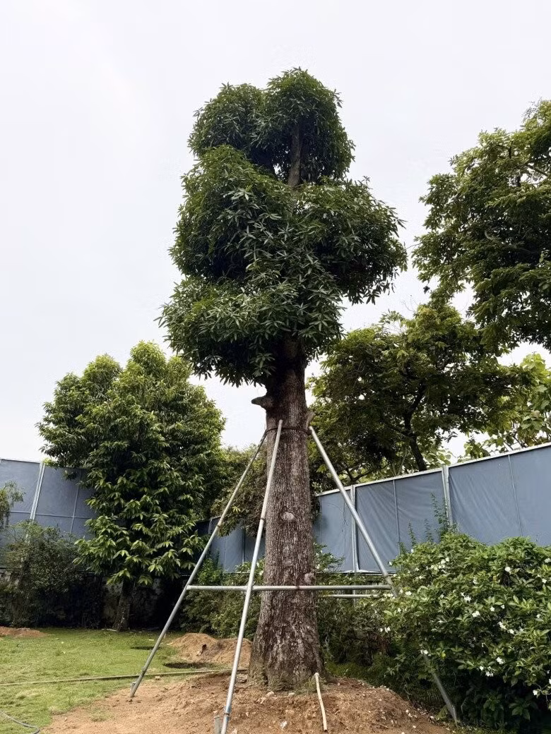 Nhà thiết kế cố gắng trồng thật nhiều cây để cho các con có khu vườn thật đẹp. Ảnh: FB Do Manh Cuong