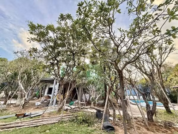 Cây trồng san sát tạo bóng mát cho khu vườn. Ảnh: FB Do Manh Cuong