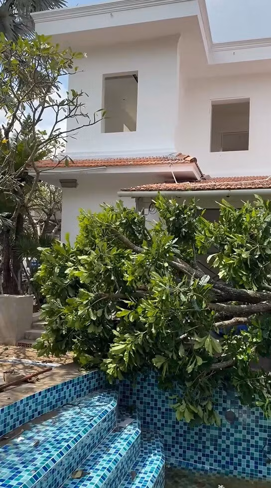 Ngọn cây lộc vừng sum suê lá được cho sẽ là điểm nhấn khi cây bung hoa rủ xuống. Ảnh: FB Do Manh Cuong