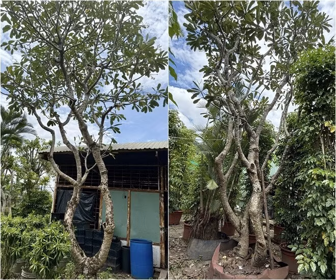 Nhà thiết kế cho biết săn lùng được 40 cây sứ trắng lá bàu, tán đẹp cho khu vườn rất gian nan nhưng thành quả sẽ tuyệt vời. Ảnh: FB Do Manh Cuong