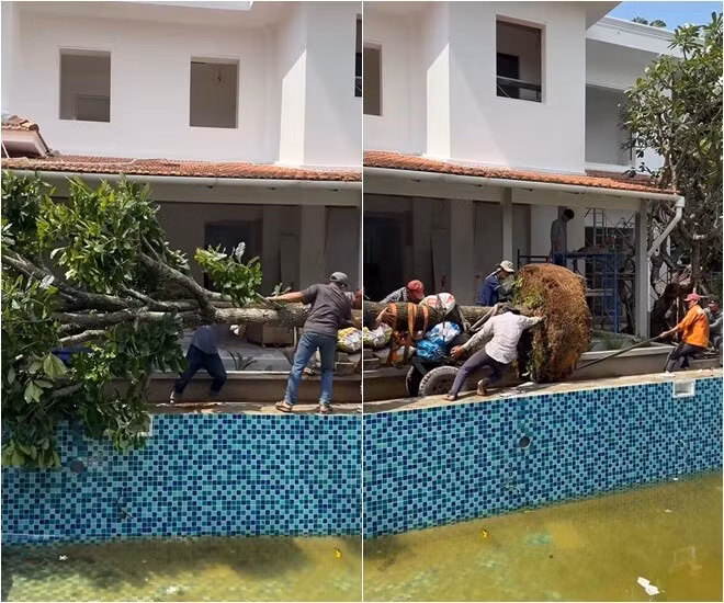 Mới đây, nhà thiết kế chia sẻ khoảnh khắc nhóm công nhân vật vã kéo một cây lộc vừng cao 9 mét vào trồng sát khu vực bể bơi trong biệt thự đang hoàn thiện. Ảnh: FB Do Manh Cuong