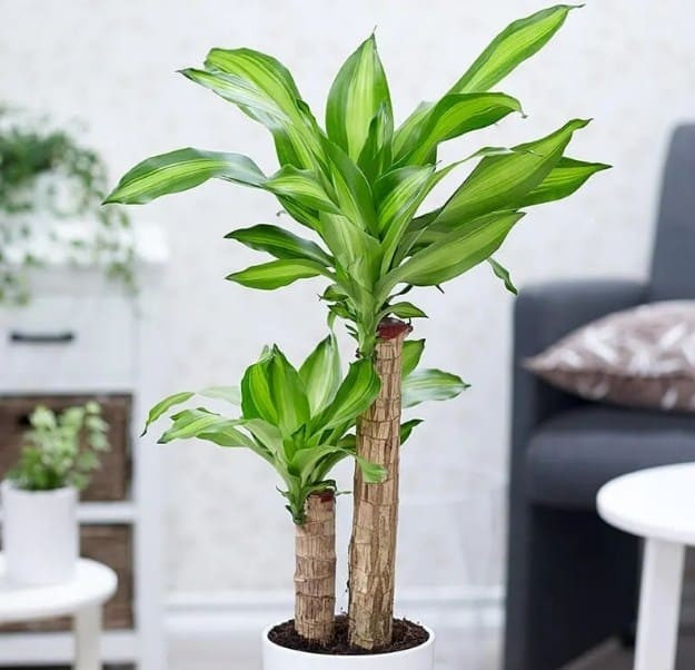 Đáng chú ý, cây phát tài nở hoa được coi là điềm báo may mắn lớn, báo hiệu tài lộc dồi dào sắp gõ cửa. Loại cây này dễ trồng, ít tốn công chăm sóc, phù hợp với nhiều không gian sống hiện đại. Ảnh: Internet