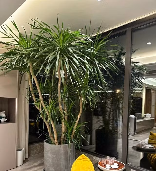 Theo quan niệm phong thủy, cây huyết rồng được xem là biểu tượng của nguồn năng lượng mạnh mẽ, có khả năng thu hút tài lộc và bảo vệ gia chủ khỏi những vận khí xấu. Ảnh: Internet