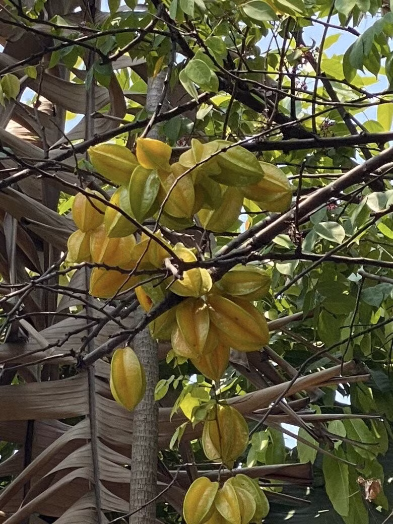 Chùm khế sai trĩu quả trong vườn của nữ nghệ sĩ 7X. Ảnh: FBNV