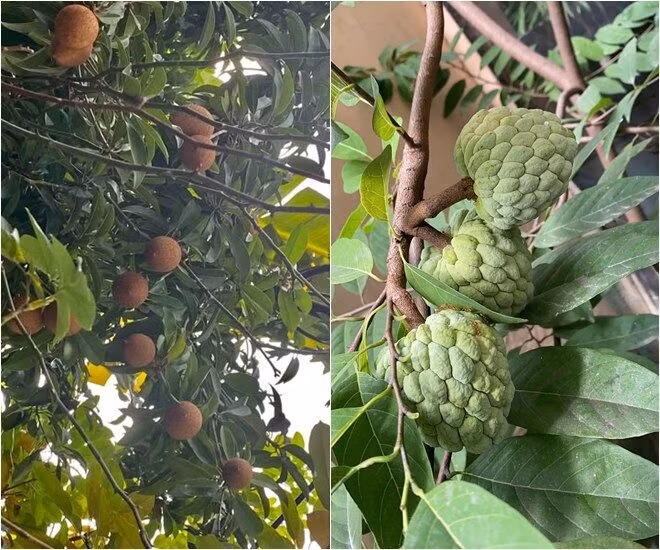 Nữ nghệ sĩ 7X ví khu vườn nhỏ của mình như một khu rừng. Ảnh: FBNV