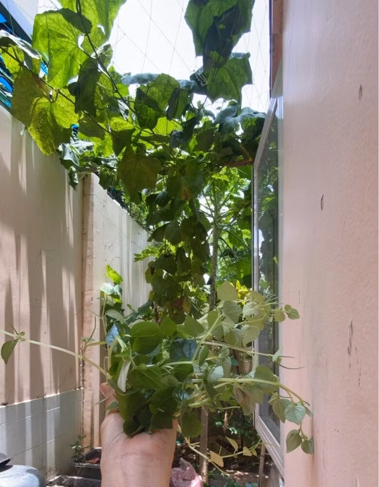 Khu vườn nhỏ nhưng cung cấp đủ rau xanh cho gia đình. Ảnh: FBNV