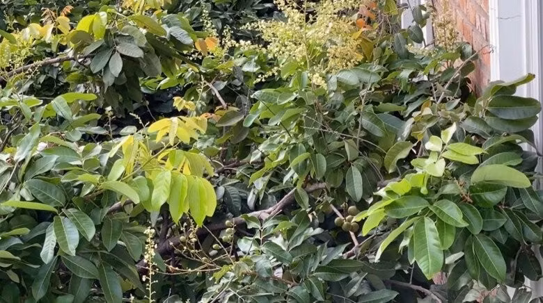 Hoa nhãn nở rộ bên cửa sổ. Ảnh: FBNV