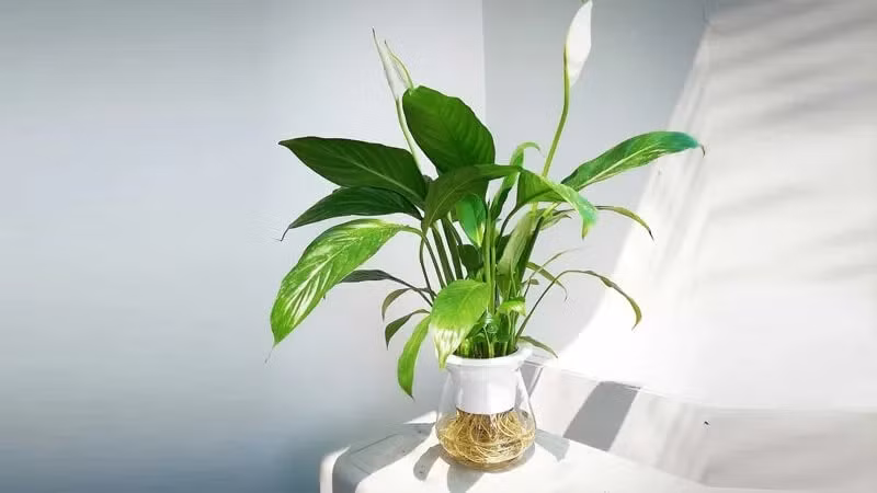 Nếu được chăm sóc tốt, cây lan ý có thể nở hoa kéo dài nửa năm, thậm chí cả năm. Ảnh: Space T