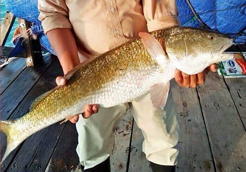 Lý do chính khiến cá sủ vàng trở thành đối tượng săn lùng không nằm ở phần thịt, mà ở bộ phận bong bóng cá (thường gọi là bóng cá). Ảnh: Internet