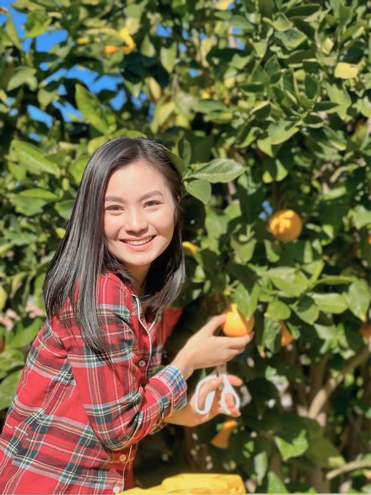 Trên trang cá nhân, nữ diễn viên chia sẻ nhiều ảnh thu hoạch cam trong vườn nhà ở California. Ảnh: FB Diệu Hương