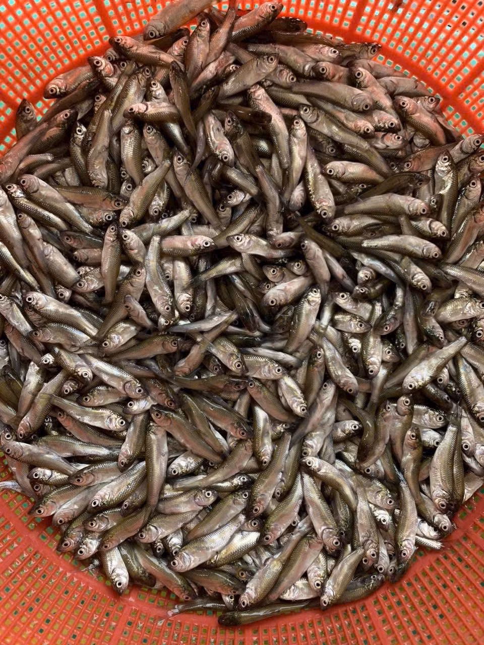 Cá linh theo con nước từ thượng nguồn sông Mê Kông đổ về đồng bằng sông Cửu Long. Những con cá chỉ bé bằng đầu đũa, gọi là cá linh non. Ảnh: Facebook