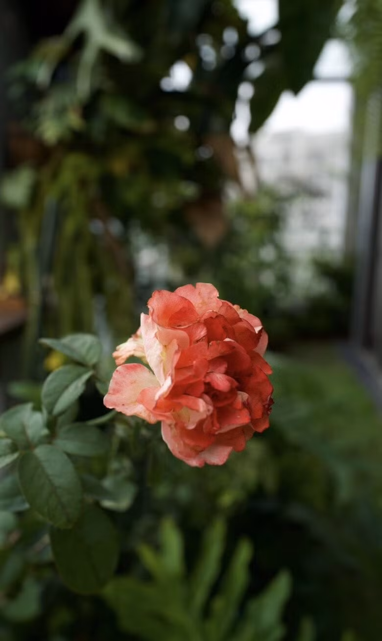 Diva Hồng Nhung cho biết việc làm vườn và tiếp xúc với cây cỏ mang đến cảm giác bình yên. Ảnh chụp màn hình