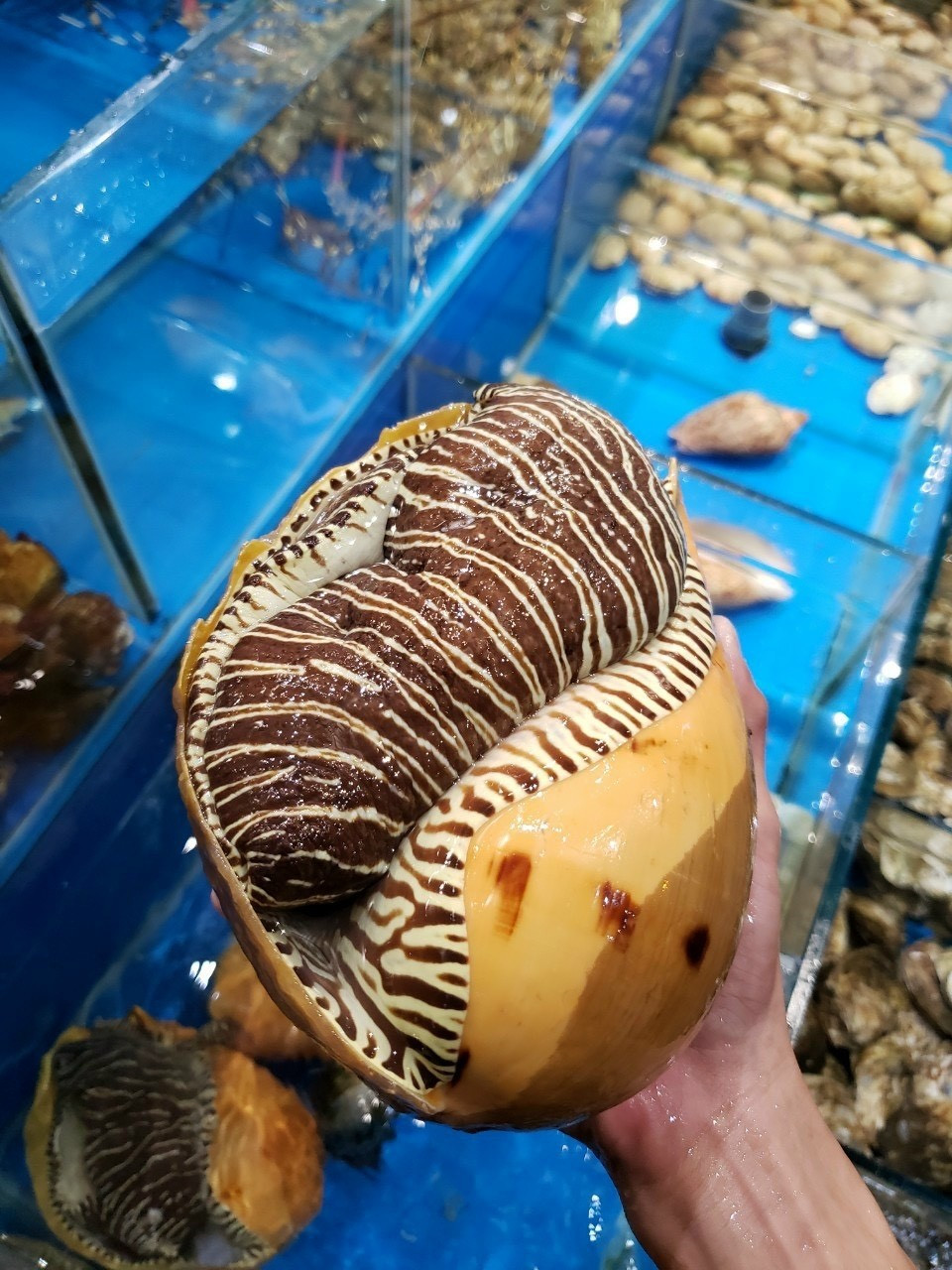 Trên thị trường, ốc giác giá từ 150.000 - 250.000 đồng/kg. Đặc biệt, ốc giác vàng giá lên đến gần 500.000 đồng/kg. Ảnh: Hoatuoc