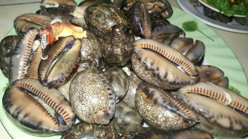 Vỏ ốc dạng bầu tròn như quả trứng, mặt lưng nhẵn bóng, phủ lớp vân chấm đen nổi bật trên nền vàng sáng. Ảnh: Internet