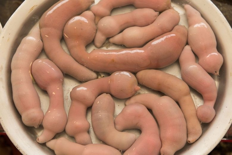 Cá dương vật thường đào hang hình chữ U để trú ngụ, vừa thuận tiện cho việc di chuyển vừa thích hợp cho sinh sản. Ảnh: Atlas Obscura