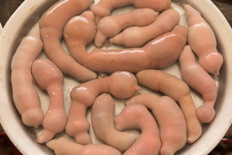 Cá dương vật thường đào hang hình chữ U để trú ngụ, vừa thuận tiện cho việc di chuyển vừa thích hợp cho sinh sản. Ảnh: Atlas Obscura