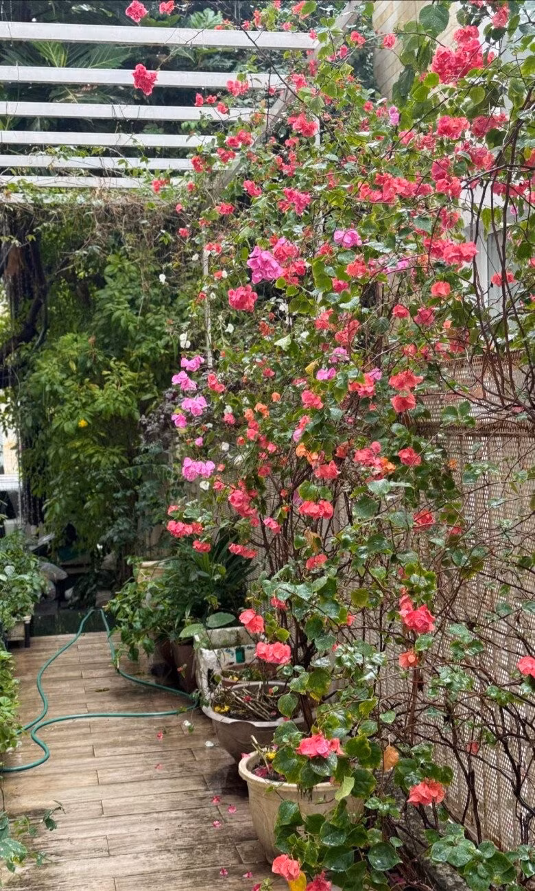 Lối đi bên hông nhà được tận dụng để đặt các chậu hoa giấy, tạo thành một dải màu rực rỡ. Ảnh: FBNV