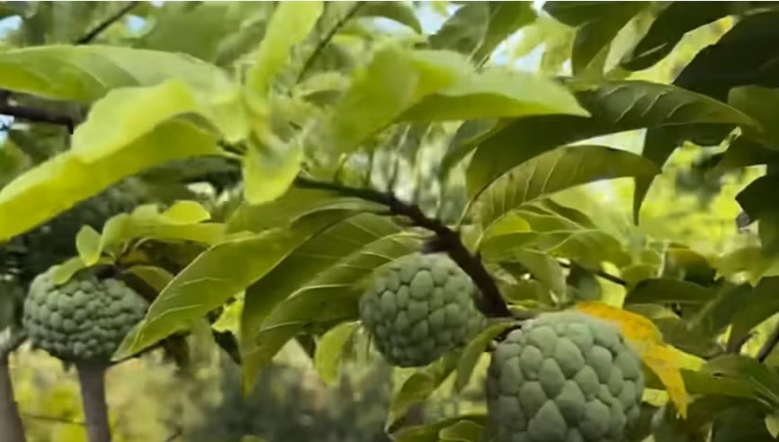 Mãng cầu xanh mướt cho nhiều trái to. Ảnh chụp màn hình