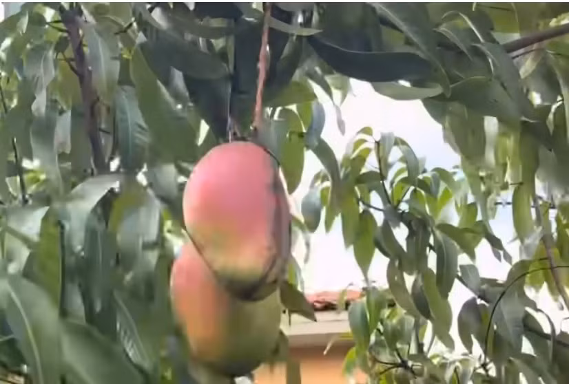 Quả xoài to, màu đỏ trông thích mắt. Ảnh chụp màn hình