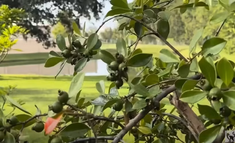 Trong video, Hoài Linh hào hứng giới thiệu nhiều loại cây anh trồng tại khu vườn. Ảnh chụp màn hình