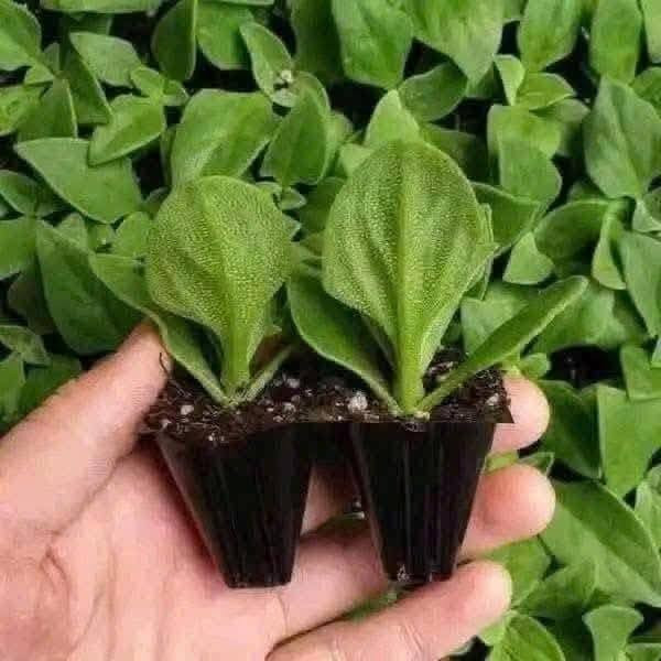 Trên thực tế, đó là những hạt muối tự nhiên kết tinh từ dịch bào của cây, giúp rau vừa đẹp mắt vừa mang hương vị đặc biệt. Ảnh: Facebook