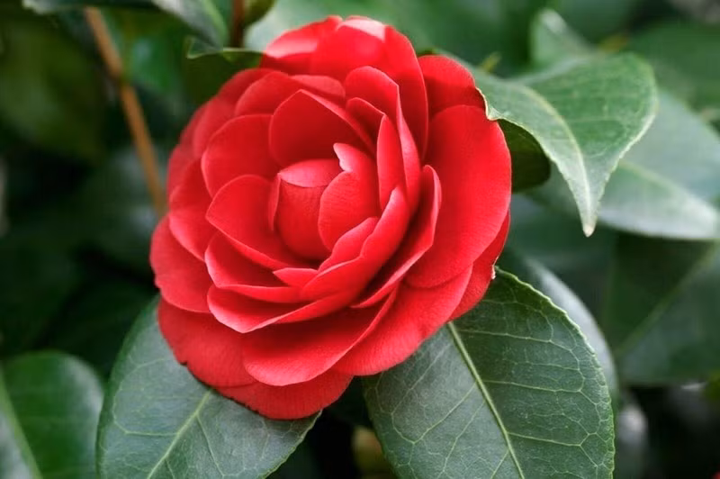 Hoa trà có hương thơm dịu nhẹ và lâu tàn, mang ý nghĩa may mắn, tạo không khí tươi mới và đầy lộc cho năm mới. Ảnh: Vuonngoctan