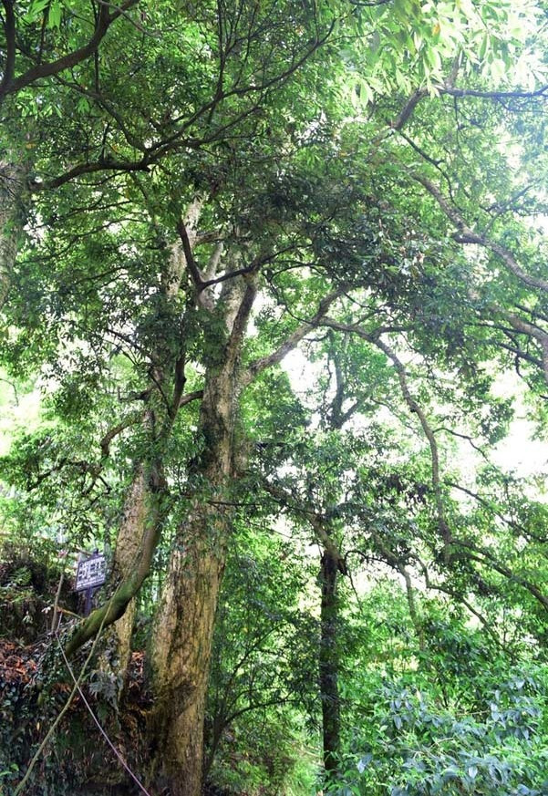 Loại cây này sinh trưởng chậm. Thông thường, một cây gỗ trinh nam cần ít nhất 50 năm mới có thể dùng làm gỗ xây dựng. Ảnh: People