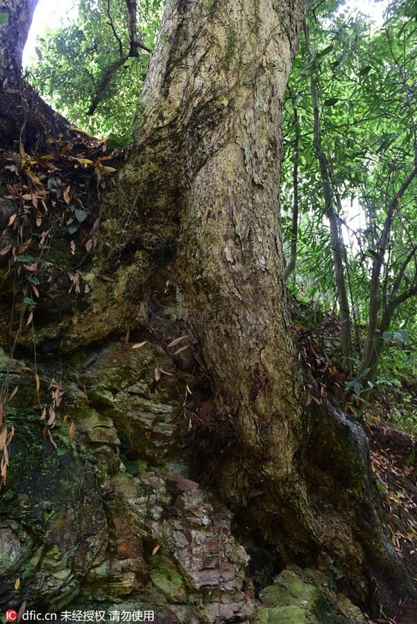 Gỗ trinh nam có giá trị cao bởi không phổ biến trên thị trường, cũng không được nhiều người trồng. Ảnh: People