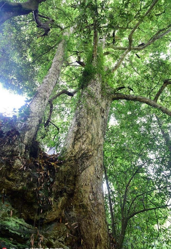 Thậm chí có loại phải mất 100 - 150 năm mới có thể sử dụng. Đây cũng được coi là loại gỗ trinh nam tơ vàng giá cao nhất. Ảnh: People