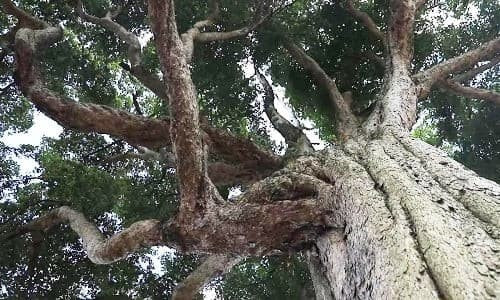 Hơn nữa, điều kiện để có thể nuôi dưỡng và phát triển cây trinh nam rất khó, không phải ai cũng có thể đáp ứng và nuôi trồng thành công. Ảnh: Xinhuanet