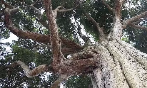 Hơn nữa, điều kiện để có thể nuôi dưỡng và phát triển cây trinh nam rất khó, không phải ai cũng có thể đáp ứng và nuôi trồng thành công. Ảnh: Xinhuanet