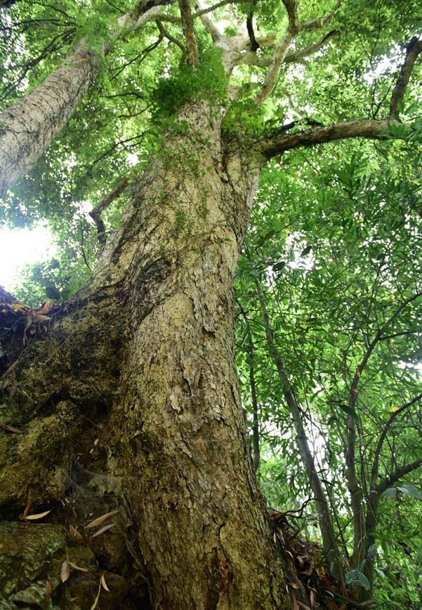 Theo Xinhuanet, trinh nam là một loại gỗ quý hiếm, giá trị cao gấp 8.000 lần so với gỗ thông thường. Ảnh: Xinhuanet