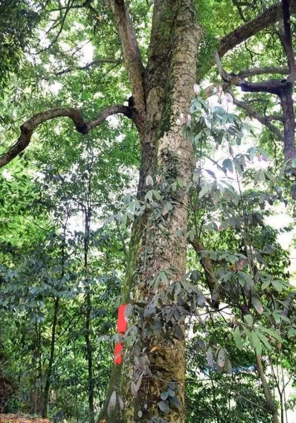 Trinh nam là loài thực vật thuộc họ Lauraceae, chủ yếu được tìm thấy ở Hồ Bắc, Tứ Xuyên, Quý Châu...(Trung Quốc). Ảnh: Xinhuanet