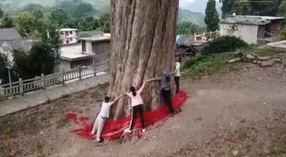 Tại Trung Quốc, một cây gỗ trinh nam đại cổ thụ 1.300 năm ở Quý Châu, Trung Quốc, hiện vẫn còn tươi tốt. Ảnh; Sohu