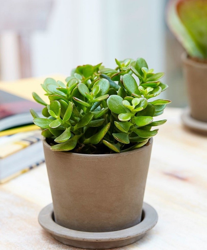 Nhiều người chọn cây ngọc bích làm quà tặng đầu năm với lời chúc làm ăn phát đạt, cuộc sống đủ đầy. Cây phù hợp đặt trên bàn làm việc, kệ trang trí hoặc gần cửa sổ đón ánh sáng. Ảnh: Cafeland