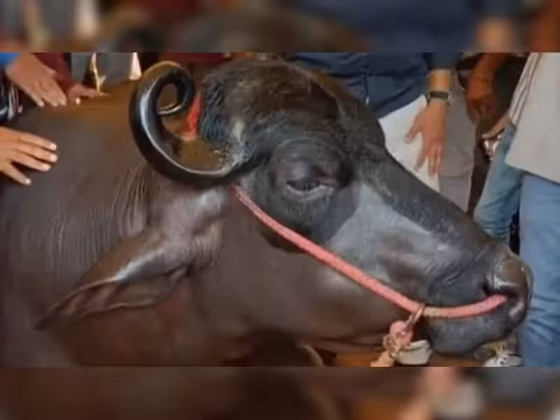 Mỗi tháng, chủ sở hữu chi khoảng 60.000 Rupee (18 triệu đồng) cho chế độ ăn của Anmol. Ảnh: Zeenews