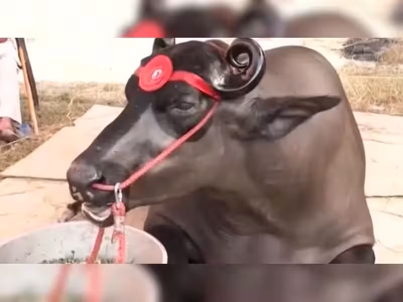 Anmol thuộc giống trâu Murrah thuần chủng, cho tinh dịch chất lượng cao. Ảnh: Zeenews