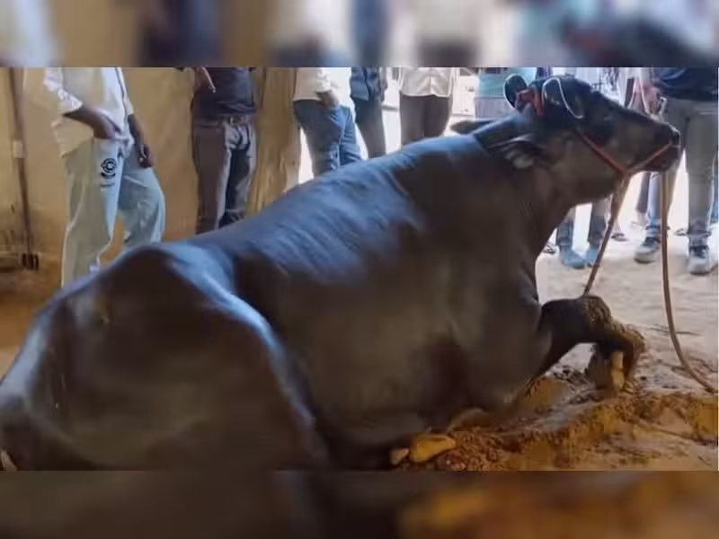 Tinh dịch của chú trâu này được bán với giá 4-5 lakh Rupee (120 - 150 triệu đồng) một tháng. Ảnh: Zeenews