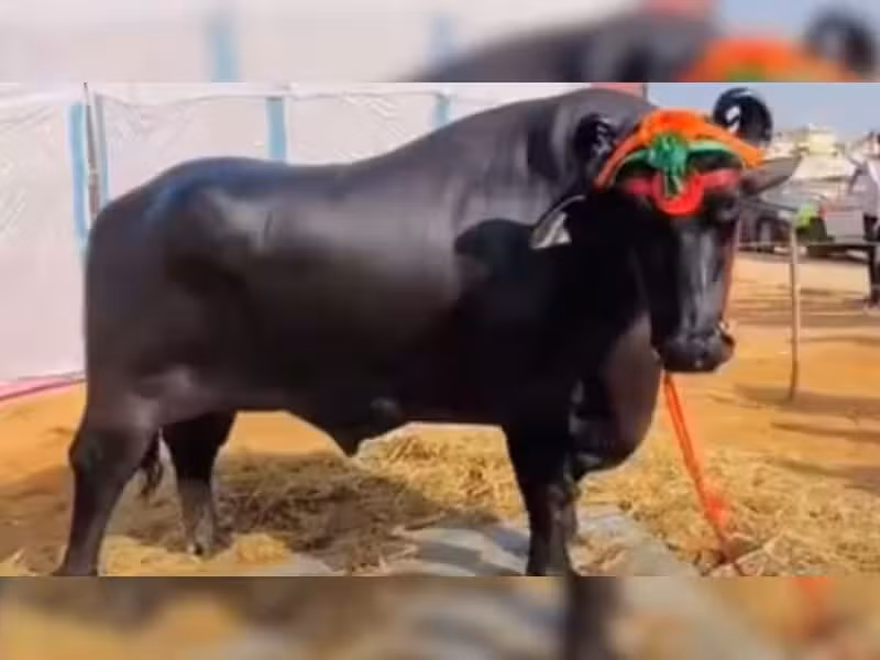 Tại Hội chợ Nông dân toàn Ấn Độ ở quận Meerut, bang Uttar Pradesh, một con trâu nặng 1,5 tấn thu hút sự chú ý của đông đảo khách tham quan. Ảnh: Zeenews