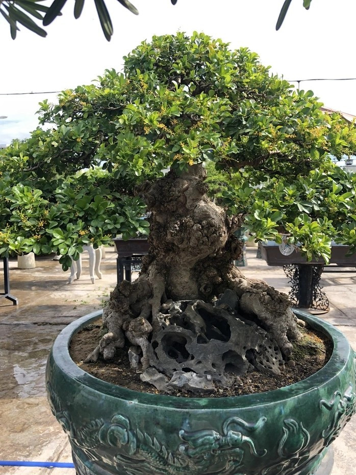 Tác phẩm ngâu bonsai có tuổi đời khoảng 150 năm, cao 50 cm, hoành đế 150 cm, hoành thân 90 cm. Ảnh: Người lao động
