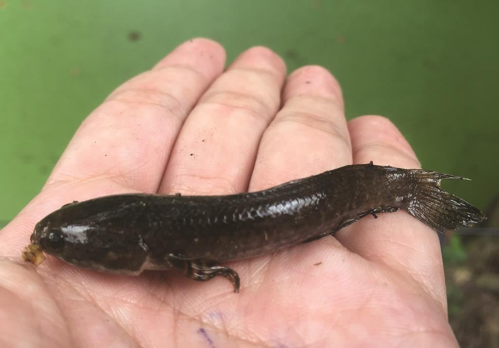 Cá chành dục giống như cá lóc nhưng kích thước nhỏ hơn, lớn nhất chỉ khoảng 200g. Ảnh: Arttimes