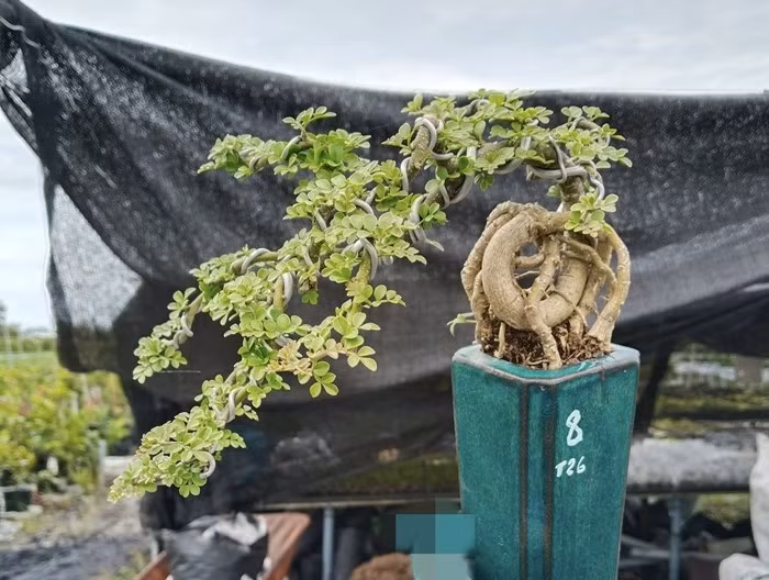 Cành cây mọc ngang, có nhiều gai nhỏ dài khoảng 1cm. Lá dạng kép lông chim lẻ, mỗi lá lớn gồm 2 - 3 đôi lá chét mọc đối xứng, kèm lá chét đơn ở đỉnh. Ảnh: Internet