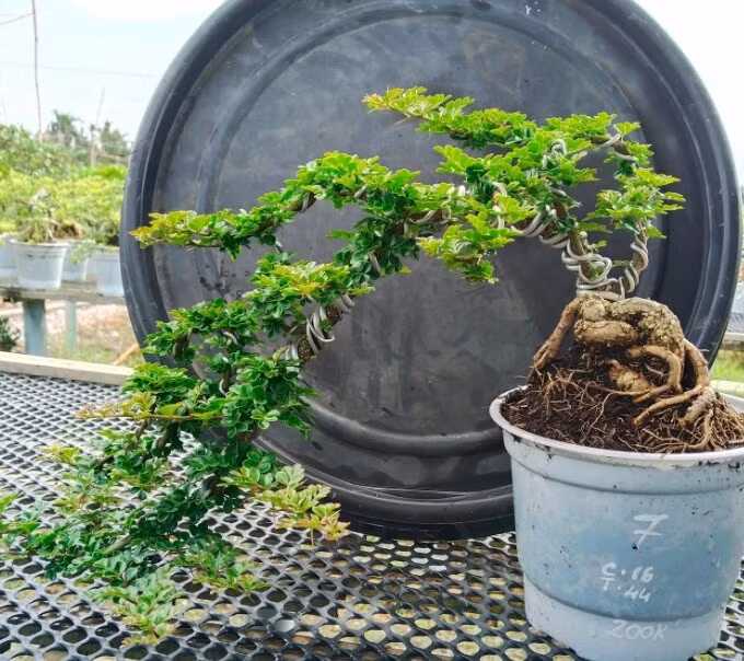 Nhiều người tin rằng tên gọi "cần thăng" bắt nguồn từ hai chữ "cần cù" và "thăng tiến", mang ý nghĩa nỗ lực bền bỉ vượt qua thử thách và vươn tới thành công. Ảnh: FB Nhà Vườn Vinh Hiển