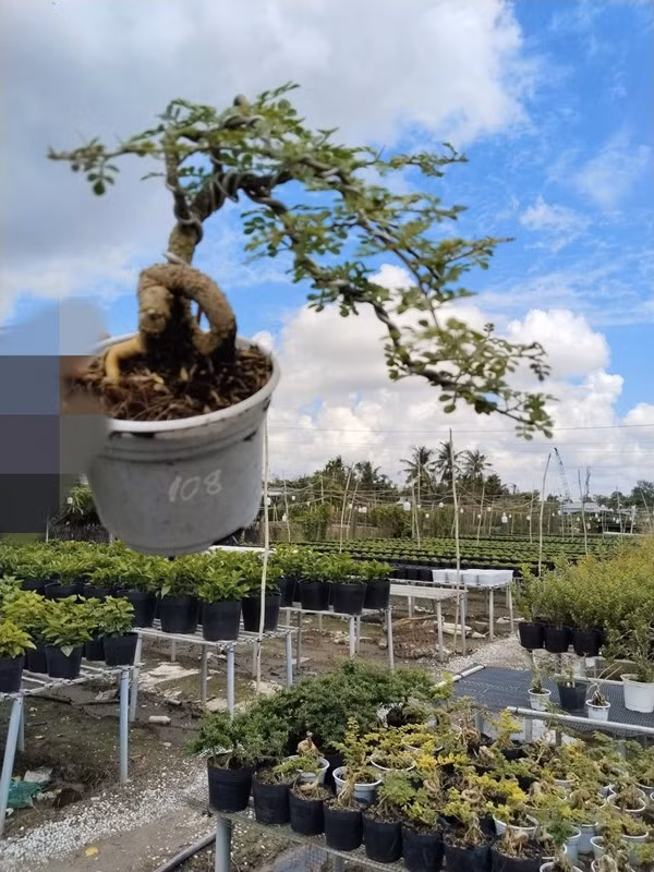 Những năm gần đây, cần thăng được ưa chuộng để tạo dáng bonsai. Ảnh: FB Nhà Vườn Vinh Hiển