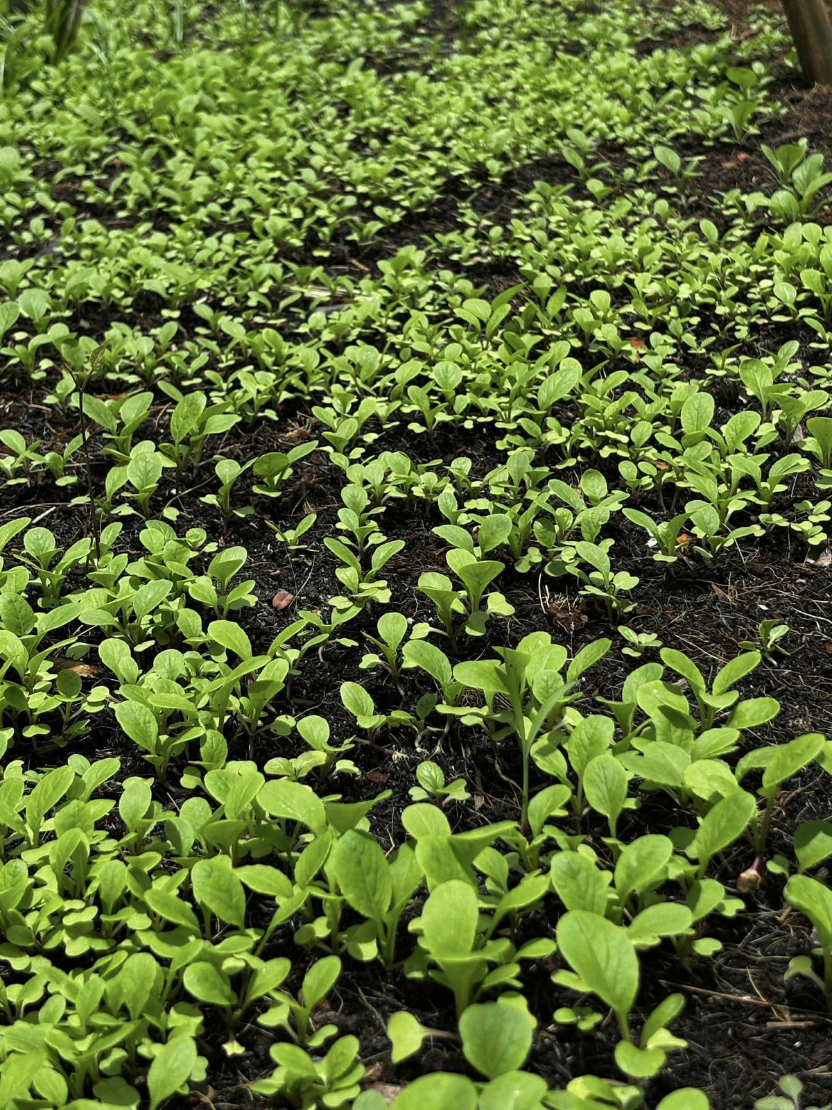 Trên trang cá nhân, Việt Trinh chia sẻ cuộc sống thường nhật, sáng sớm hái rau, chăm ớt...Ảnh: FB Trần Việt Trinh